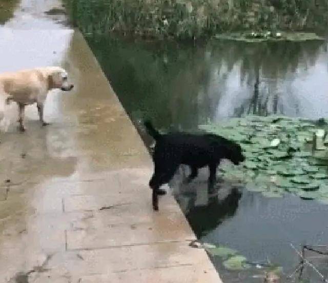 水面过于真实,拉布拉多一脚踏空变"落汤鸡"_狗狗