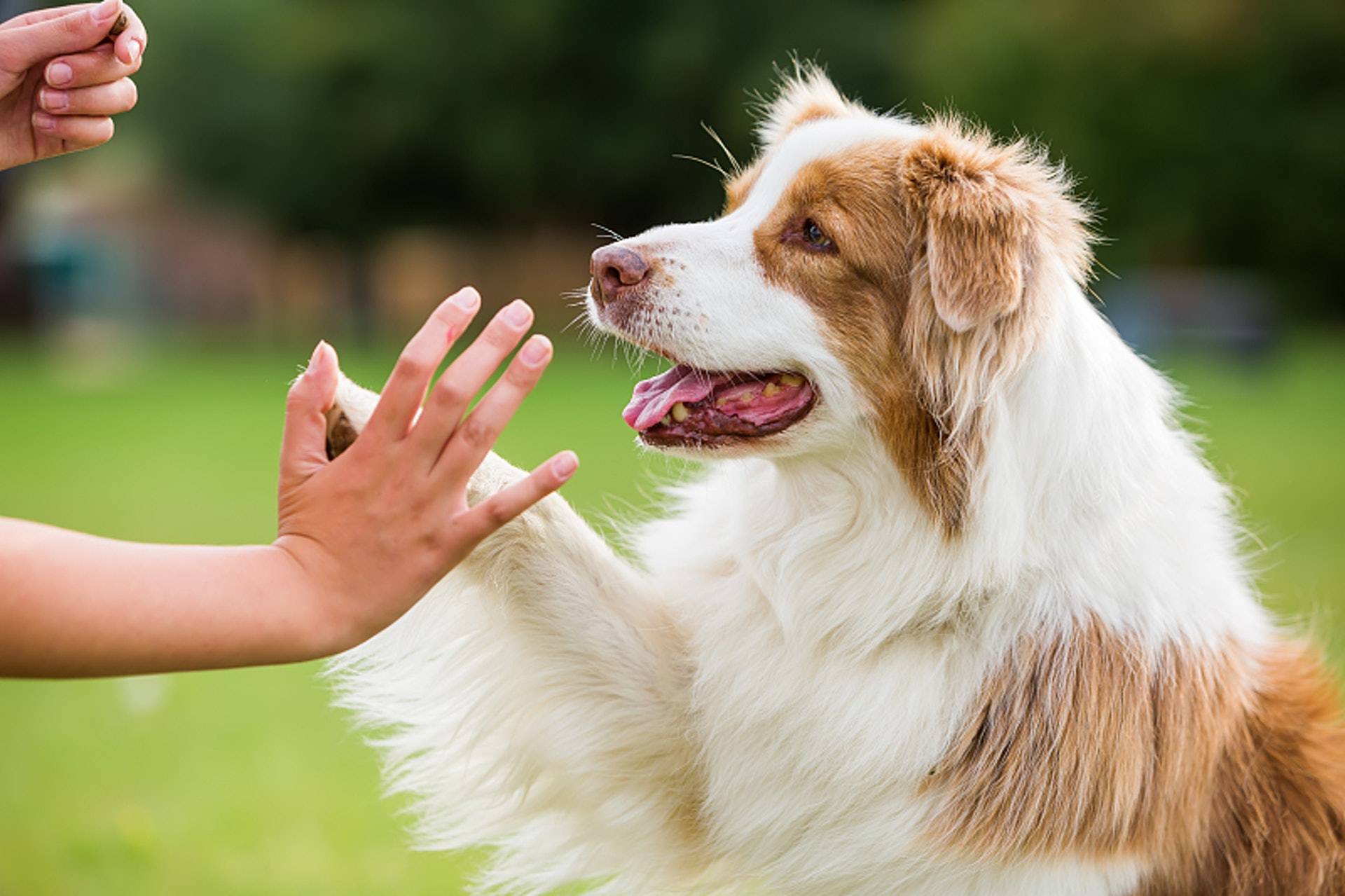 训犬18种图及手势训犬这些事情要注意