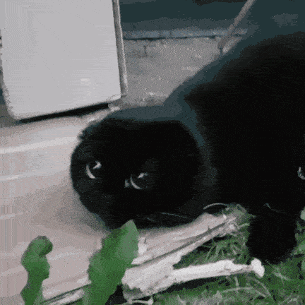 被人嫌弃的黑猫活着不易黑猫能活在这世上全靠一双眼睛