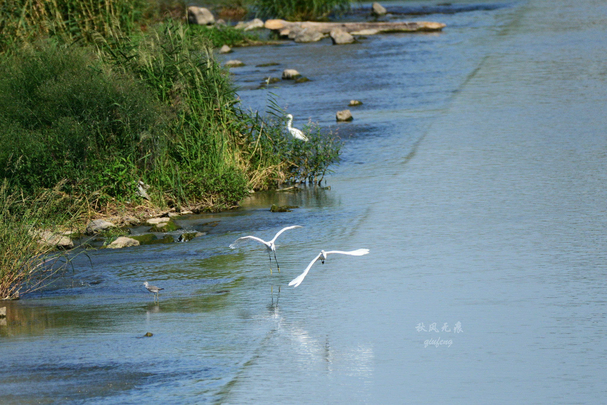 浐灞(|西安蓝里的浐灞，鹭鸶嬉戏，花草灿阳，留下湿地美幻时光