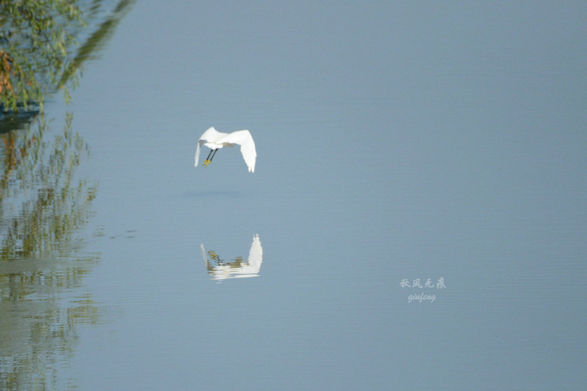 浐灞(|西安蓝里的浐灞，鹭鸶嬉戏，花草灿阳，留下湿地美幻时光