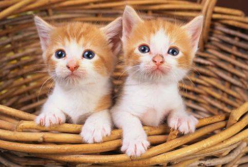 我们为什么不能虐待动物？