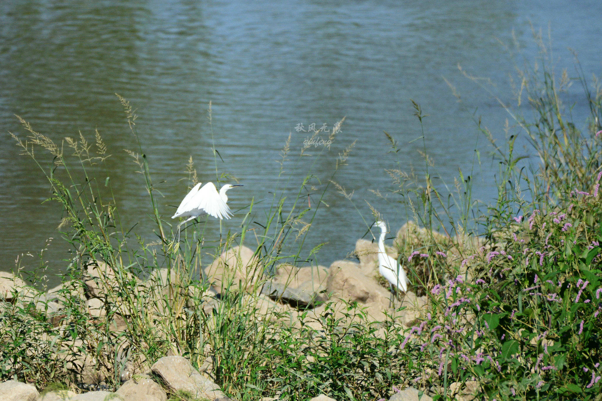 浐灞(|西安蓝里的浐灞，鹭鸶嬉戏，花草灿阳，留下湿地美幻时光