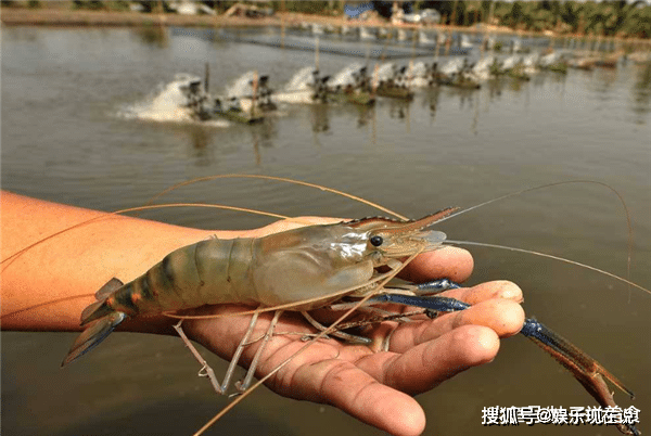 夜宵霸主小龙虾