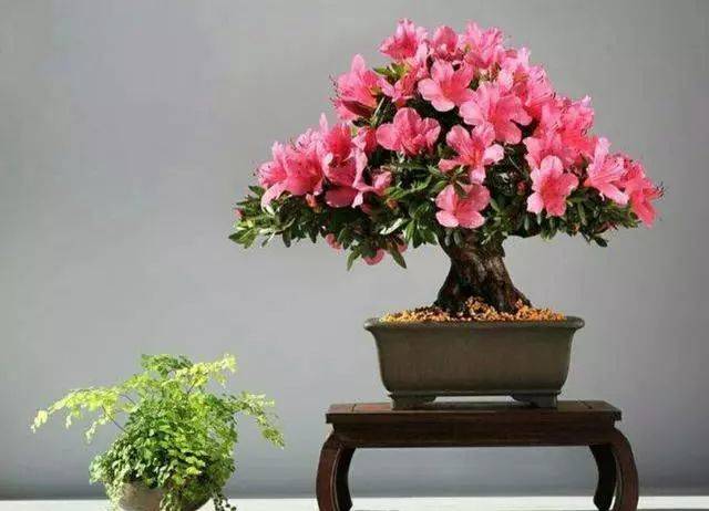 杜鹃怎么修造型 327b53924fb342d28d211d416c7dc7f1.jpeg