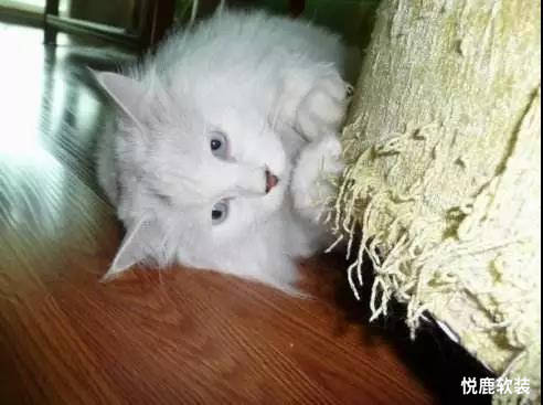 怎样可以不让猫抓沙发 39ee97b4ba8d451c8f2fb380f67bfe21.jpeg