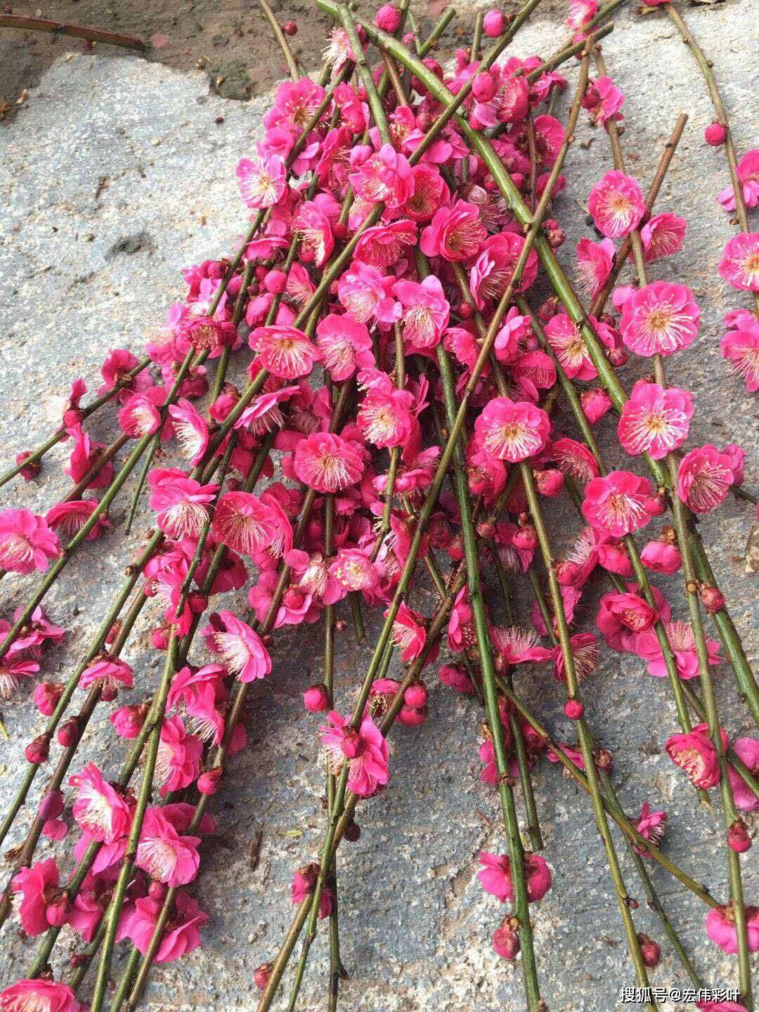 江西梅花 骨里红垂枝梅 红梅 抚州基地 实生梅花 南城