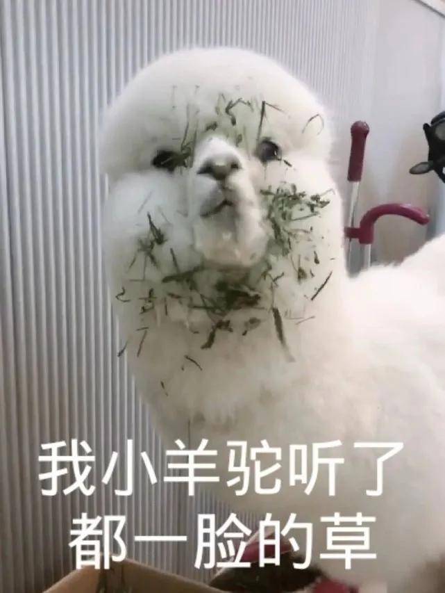 Amber|家暴互殴、婚内出轨、伪造捐款…但抵不住女方美艳的海后脸啊！