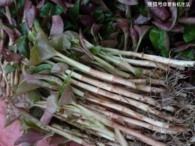 农村这野菜一般生长在阴冷潮湿的地方我们那叫它为狗贴耳