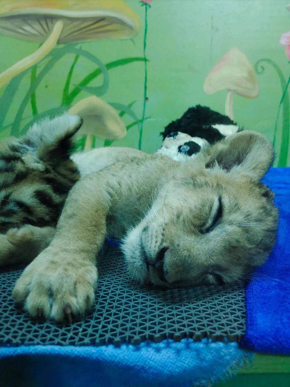 Pro|vivo X50 Pro测试：765G换来微云台，值得一买吗？