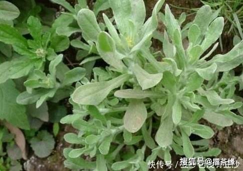 夏天多吃这些野菜,助消化,美容养颜,延缓衰老,你吃了吗?