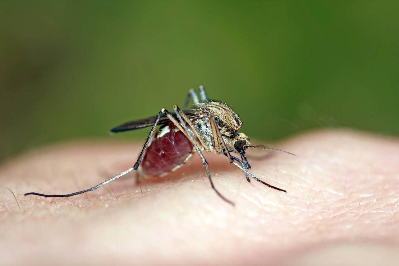 蚊虫叮咬红肿怎么办快速解决被蚊子咬了又红又肿，怎么才能快速消除） | 说明书网