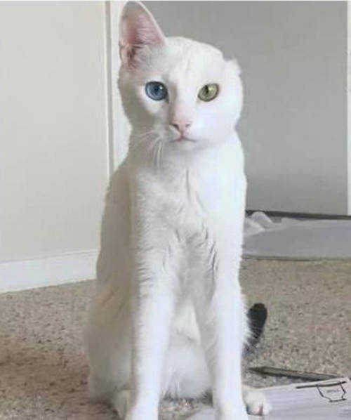 原创猫咪出车祸半张脸毁掉,主人依旧不离不弃:还有比这更酷的猫吗