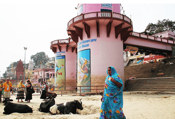 牛粪GDP_鲜花插在牛粪上图片(3)