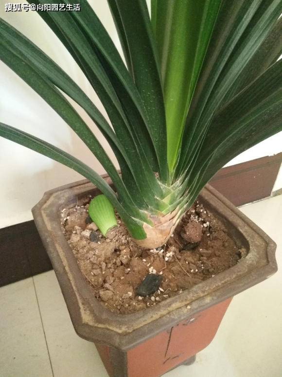 富贵竹怎么养比较绿 ed68e1d111124fa9a93f3d1bd13a268d.jpeg