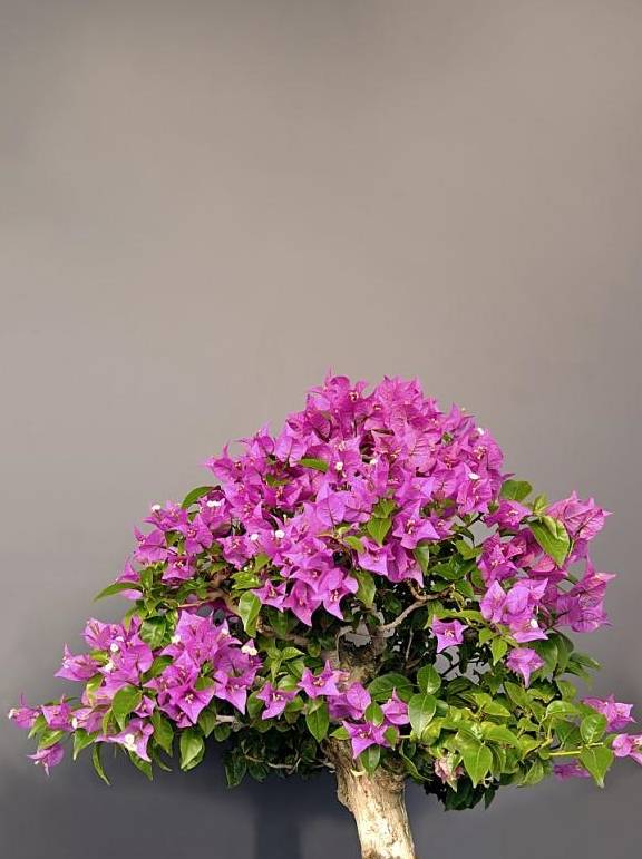三角梅开花时间怎么控制 1774b18b32c04443ba5bcb81d9ed1285.jpeg