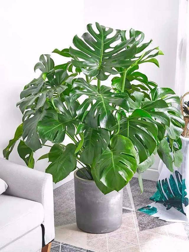 龟背竹怎么种植最好 0a6cb3aaeccb432a9cec72c2c10e667c.jpeg