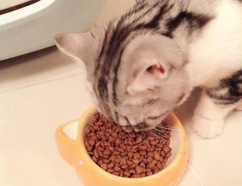 猫咪吃什么猫粮能美毛 养猫必看 e36b2ab414f94a7fb5f1cc6681901f82.jpeg