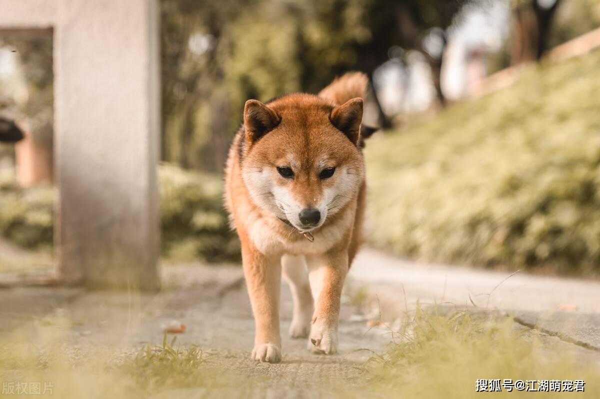 狗狗也有情绪 如果它对你做出这5种行为 就说明对主人很失望 东西