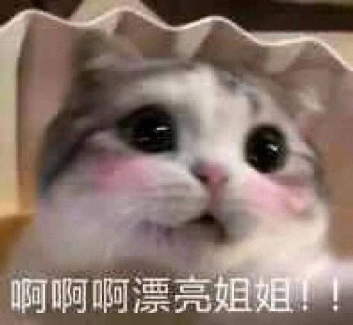 可爱表情包图片猫猫狗狗的世界你不懂