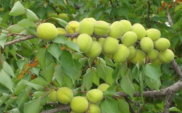 坚果树有几个品种 4cf858ed979c4d8aa16d89057fa54188.png