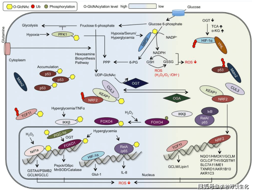 己糖胺调节氧化应激信号通路.glycobiology.