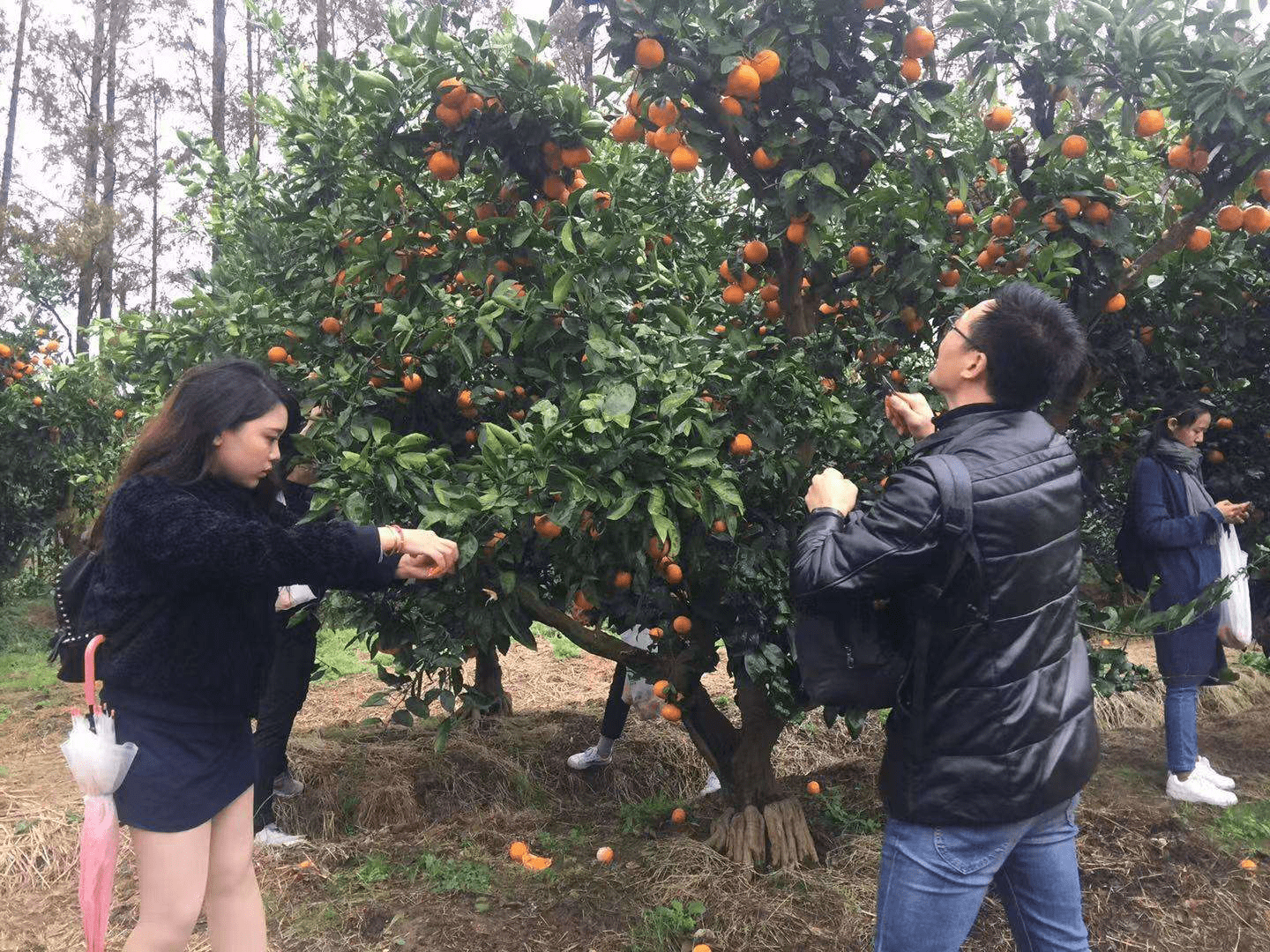 福建天下农庄食品发展有限公司_天下第一农庄_鸽天下农庄