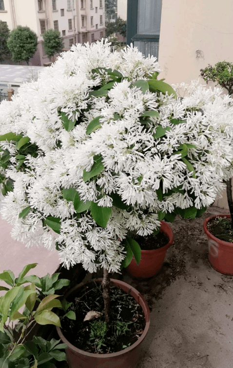 原创路边发现珍稀名贵树木满树开白花如霜似雪