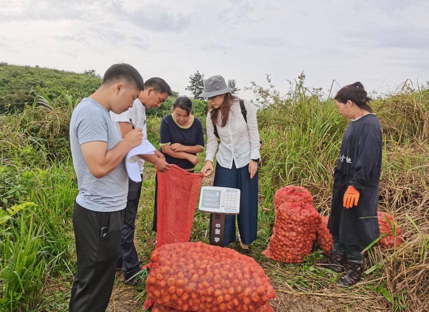 独山刺梨迎丰收,千优谷助农扶贫再发力