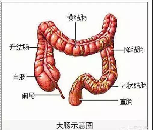 结肠从右往左依次分为五个部分:盲肠,升结肠,横结肠,降结肠,乙状结肠