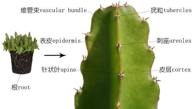 关于火龙果的正确认识有时植物学博士也未必是对的
