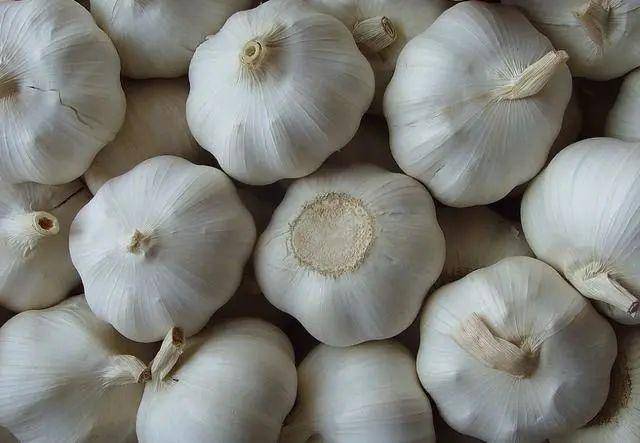 现在可以种大蒜嘛 64ebfbdd6cde452f9f5a308a89296eef.jpeg