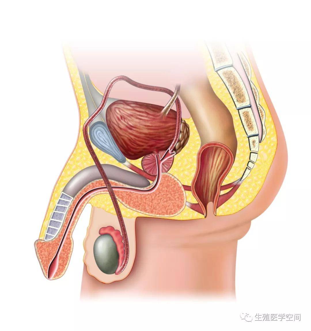 瘤病毒(hpv)感染所导致的,典型的尖锐湿疣常发生在生殖器和肛周部位