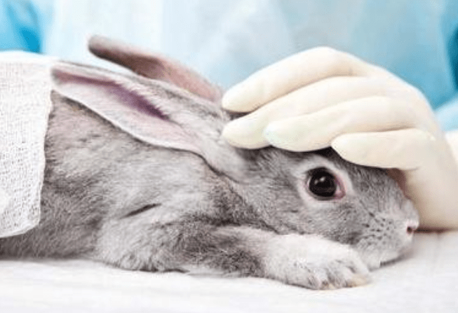 兔子耳螨怎么治用什么药比较好