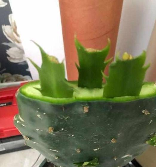 什么时间嫁接蟹爪兰成活率高 4d61e5f27d12477b82f01f6721b6c76c.jpeg