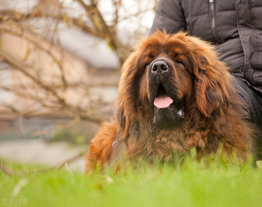 藏獒犬