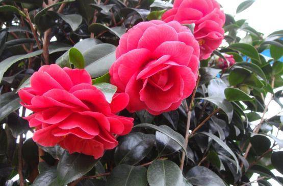 开花最大的茶花品种是 816e1c9c9a70488899369c2058853a4f.jpeg