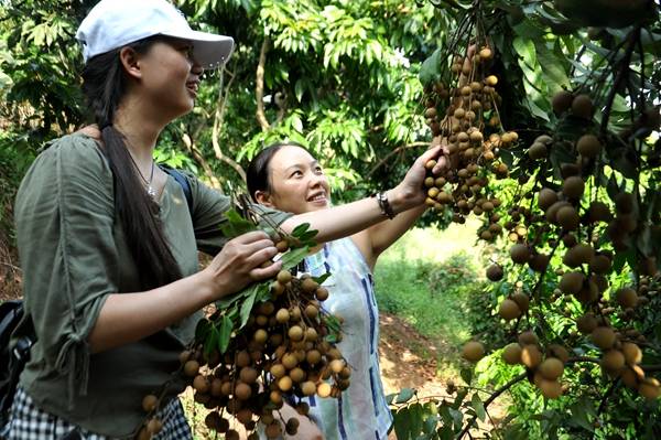 龙眼|江津区朱杨镇大溪沟龙眼带着甜蜜“卷土重来”