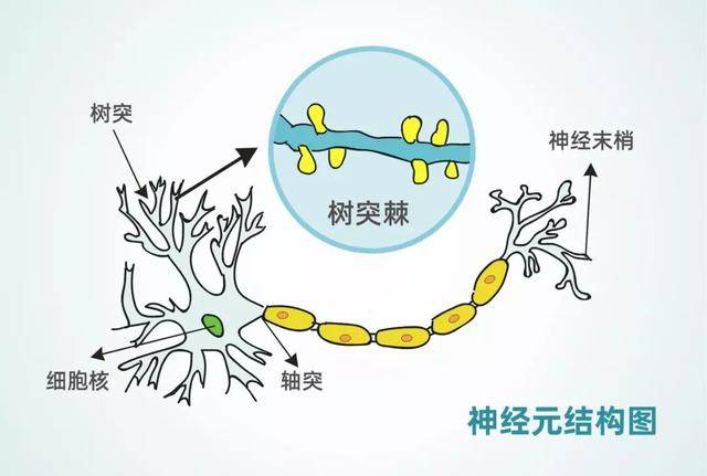 树突棘的减少影响突触可塑性,从而影响动物的学习和记忆能力.