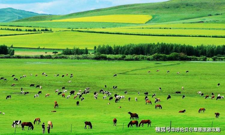 呼伦贝尔排名_呼伦贝尔大草原图片(2)