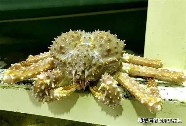 螃蟹的排名_螃蟹卡通图片(3)