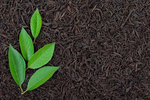 原创红茶品种繁多滇红茶和其它红茶本质区别有哪些
