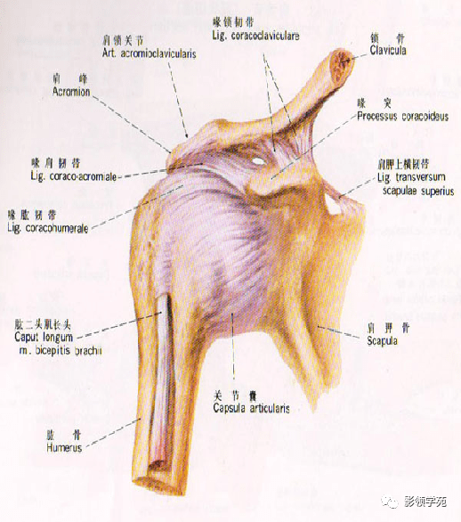 肱二头肌长头腱通过;关节囊外有喙肱韧带,喙肩韧带及肌腱加强其稳固性