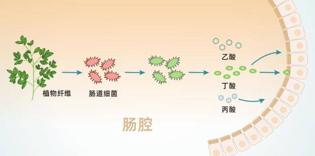 短链脂肪酸合成不足与糖尿病病理过程有关,2型糖尿病患者肠道中产丁酸