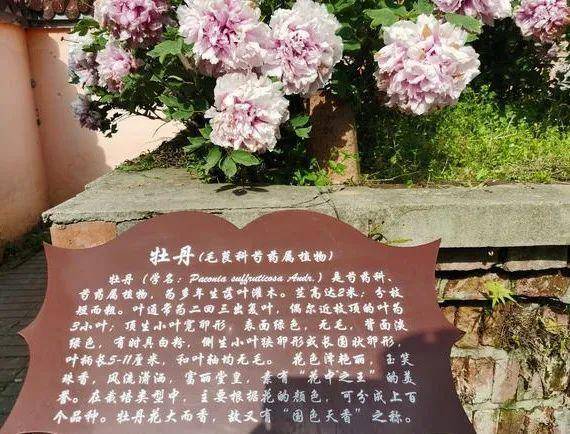 牡丹|熊孩子玩火烧坏，只剩树皮还能活？407岁古树