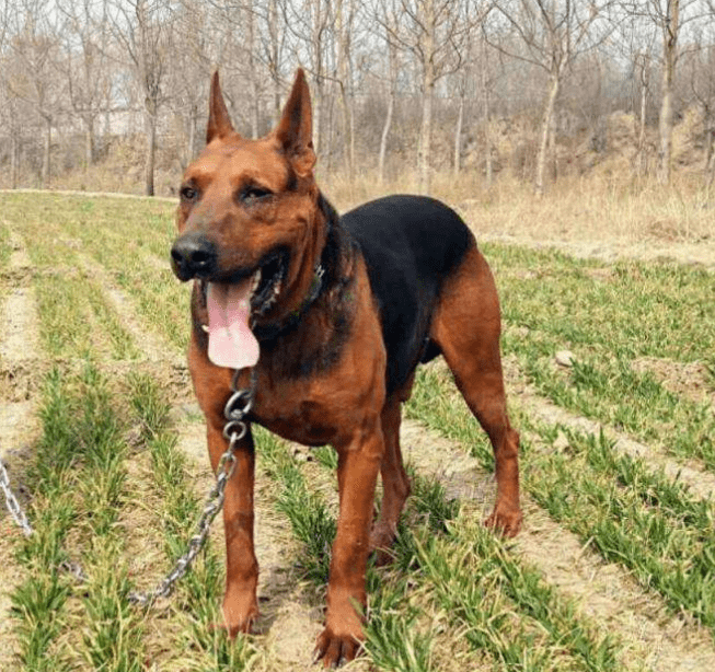 广东潮州犬