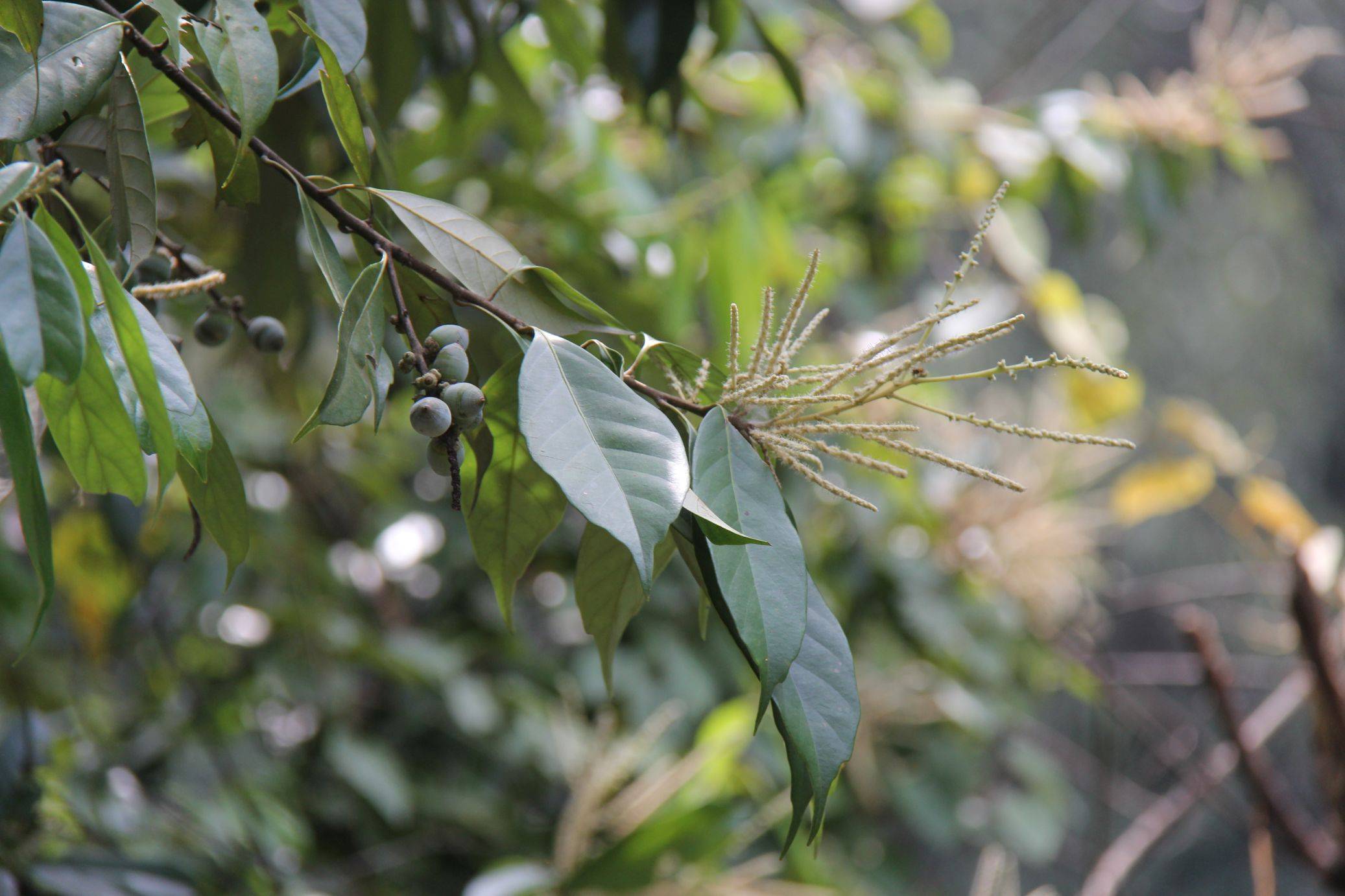 庆元植物1258壳斗科柯属柯石栎