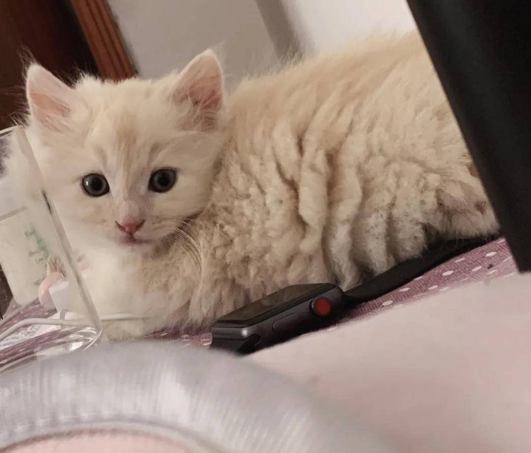 猫去哪儿领养 49e57d2db3bb4ab4a98aa6c8d744a2fb.jpeg