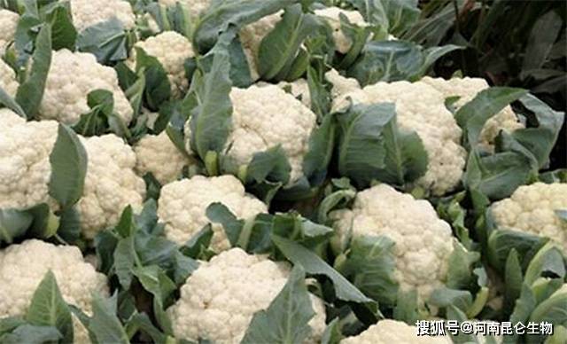 花菜烂根怎么解决根腐病用什么药预防黄叶死苗的防治方法