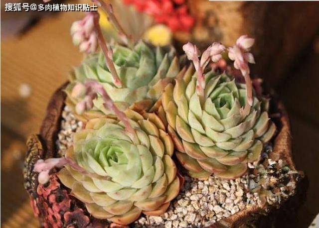 月影系,多肉植物界的女儿国